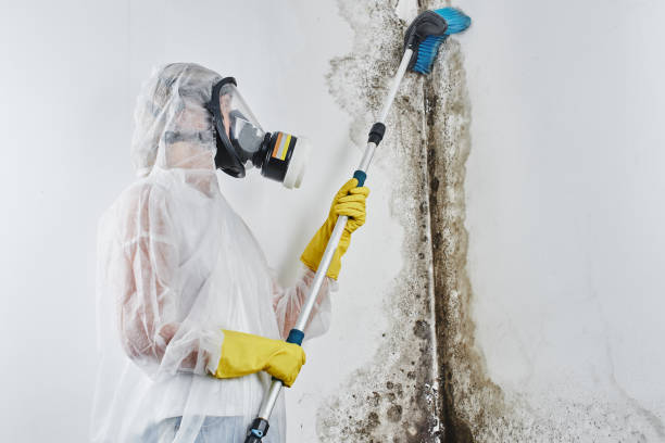 Best Attic Mold Removal  in Montgomery, MN