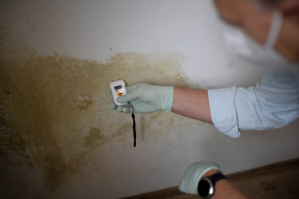 Best Mold Testing  in Montgomery, MN