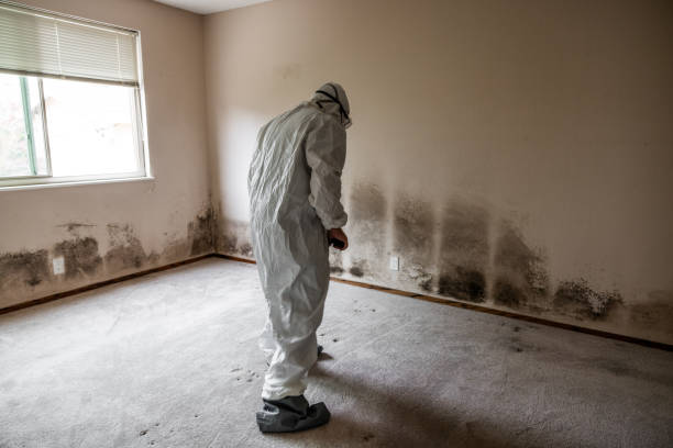 Best Professional Mold Removal  in Montgomery, MN