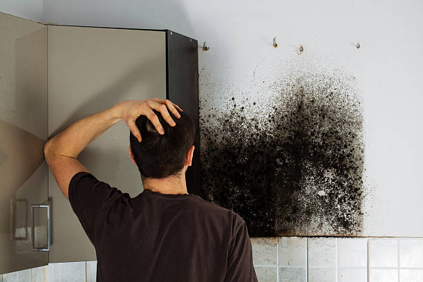 Certified Mold Removal in Montgomery, MN