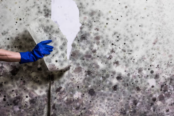 Best Black Mold Removal  in Montgomery, MN
