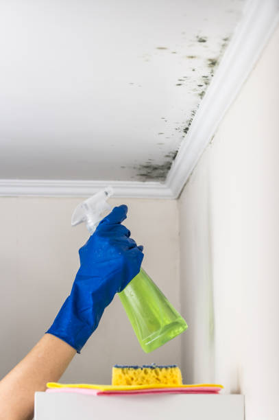 Best Water Damage Restoration  in Montgomery, MN